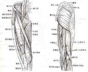 运动系统 运动系统