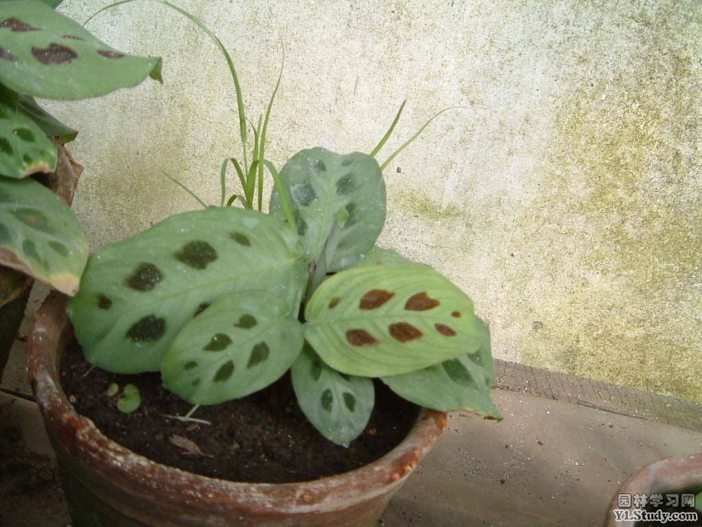 斑豹竹芋 斑豹竹芋