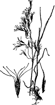 华雀麦 华雀麦