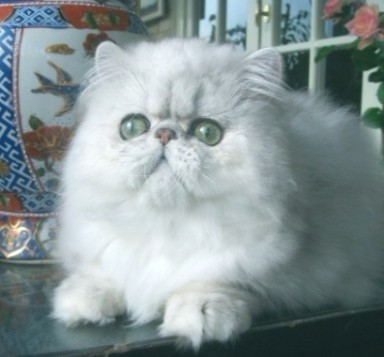 银色金吉拉波斯猫 银色金吉拉波斯猫