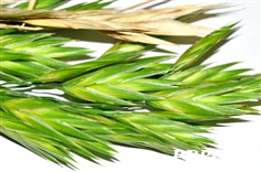 莜麦 莜麦