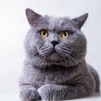 英短蓝猫