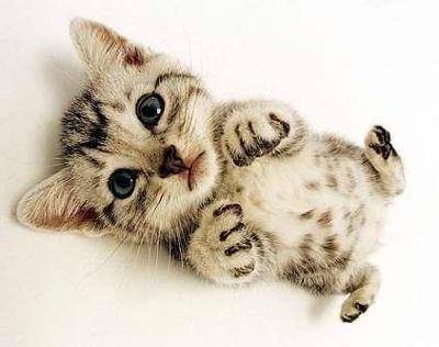 虎斑猫 虎斑猫