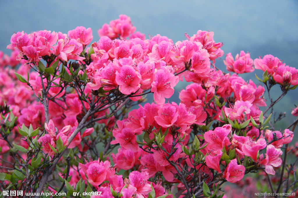 Azalea Azalea