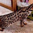 亚洲豹纹猫