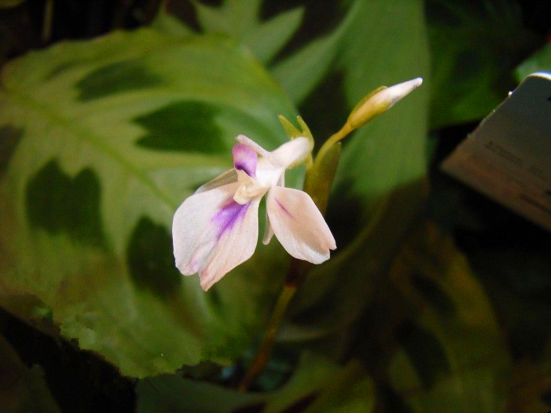 豹斑竹芋 豹斑竹芋