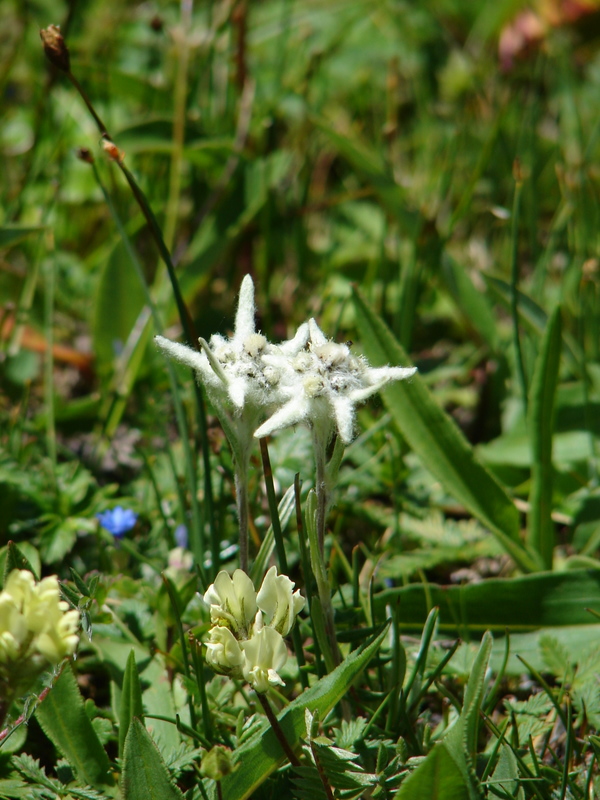 Edelweiss Edelweiss