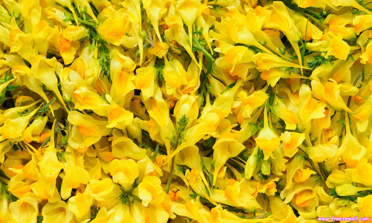花的世界 花的世界