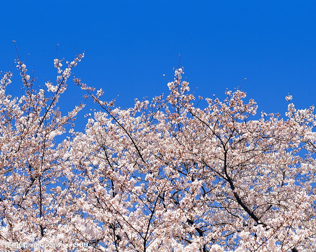 花的世界 花的世界