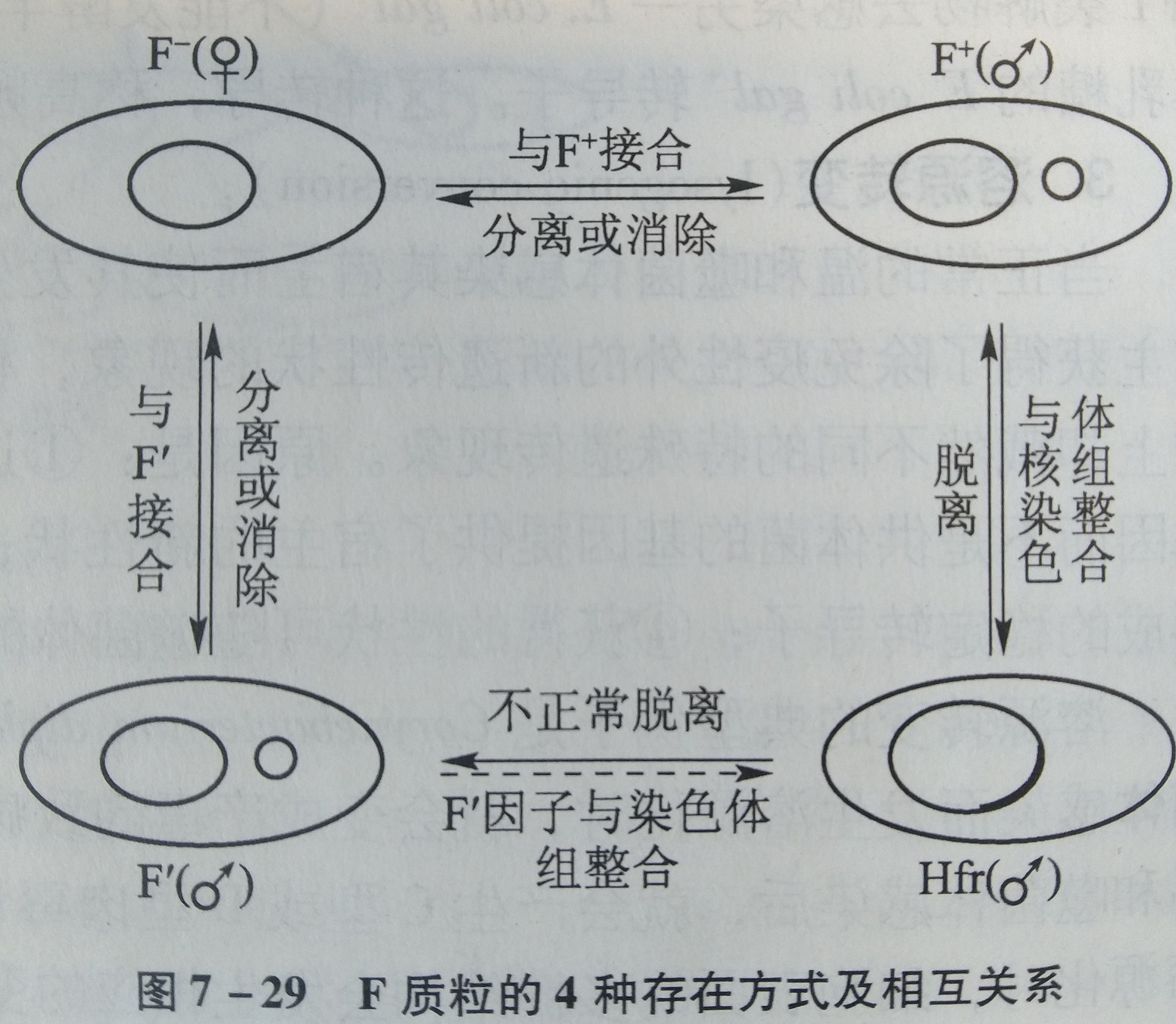 F质粒 F质粒