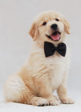 幼犬 幼犬