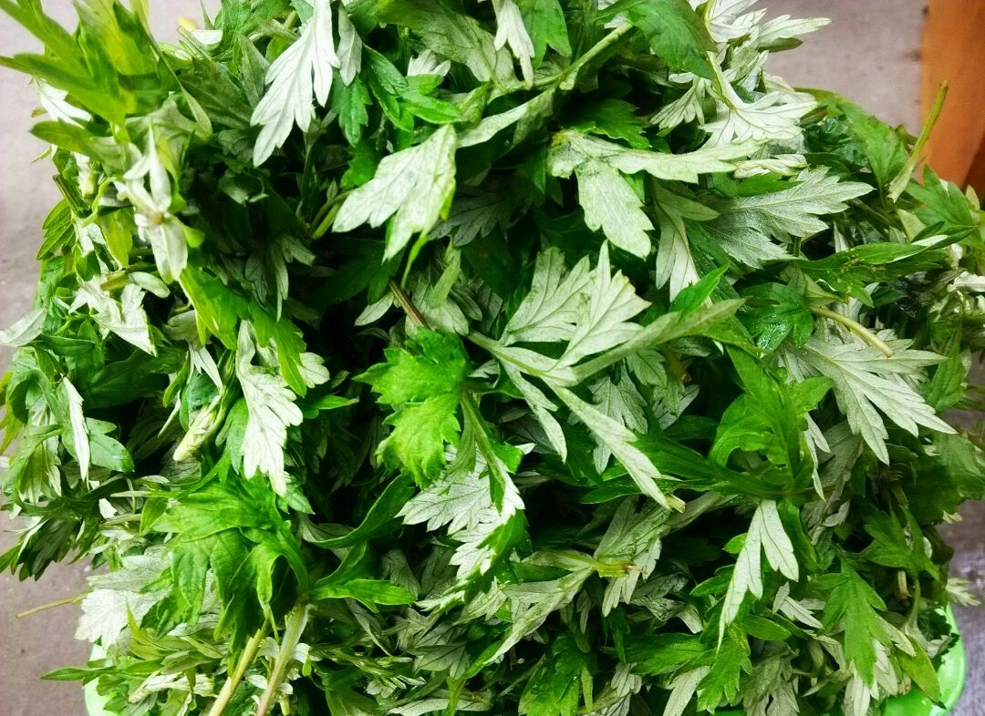 蕲春艾草的採收 蕲春艾草的採收