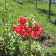 胭脂花(报春花目报春花科植物)