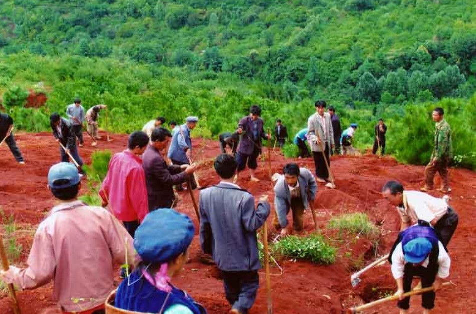 洱源县梅果基地 洱源县梅果基地