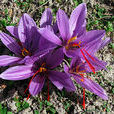 藏红花(番红花俗称)