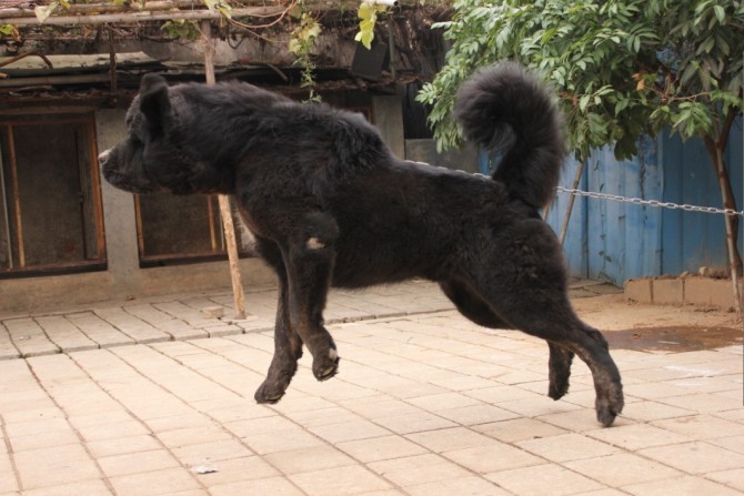藏獒(大型犬类) 藏獒(大型犬类)