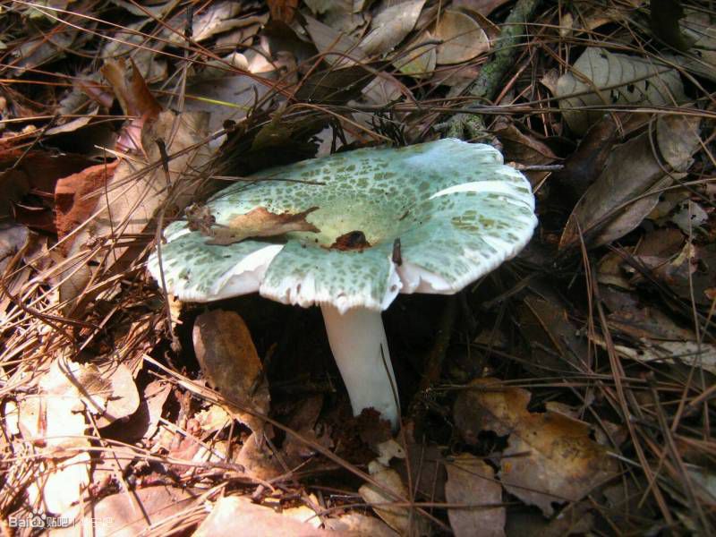 云南野生菌 云南野生菌