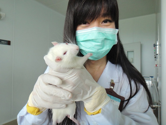 进行论文实验的大白鼠 进行论文实验的大白鼠