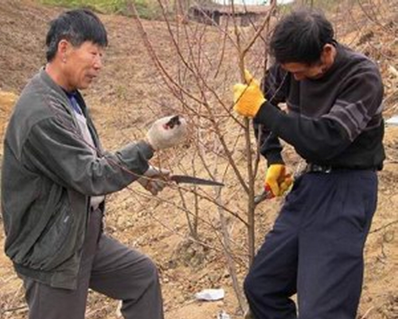 宋文华(左)指导修剪果木 宋文华(左)指导修剪果木