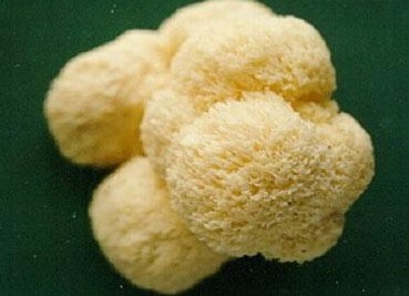 猴头菌 猴头菌
