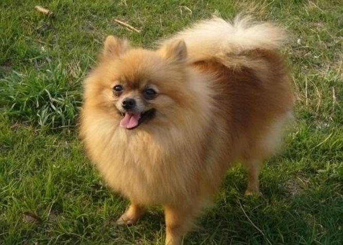 博美犬 博美犬