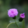 一点红(桔梗目菊科植物)