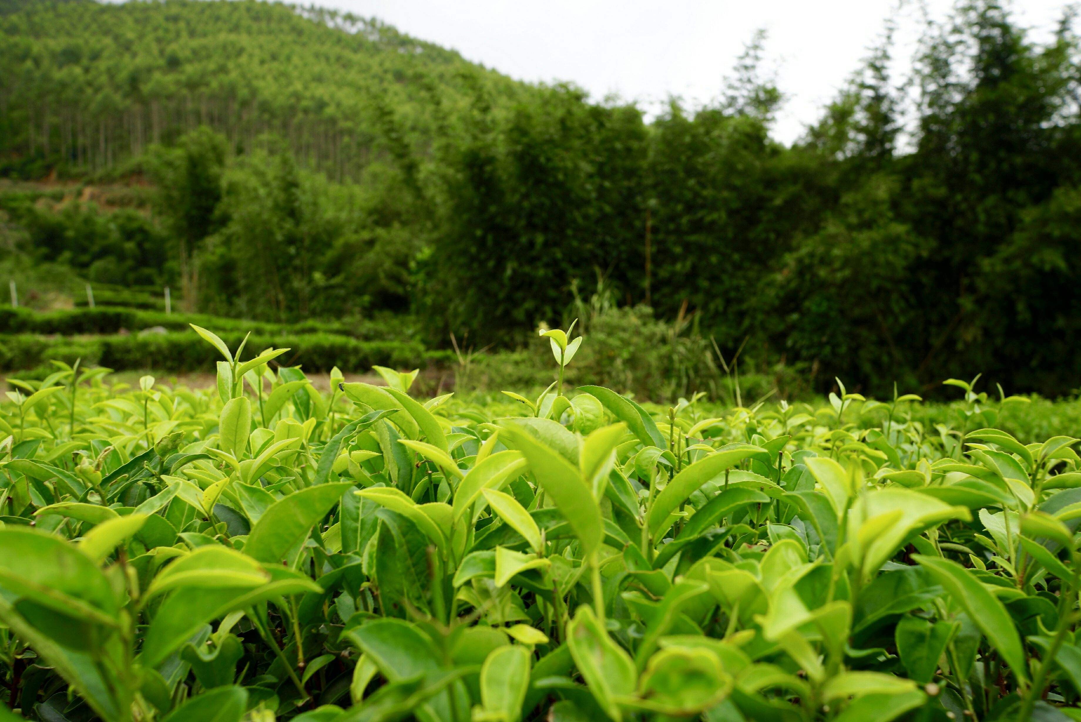鹤峰茶 鹤峰茶