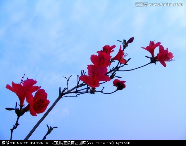 Azalea Azalea