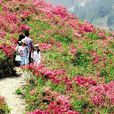 Azalea(杜鹃花科植物)