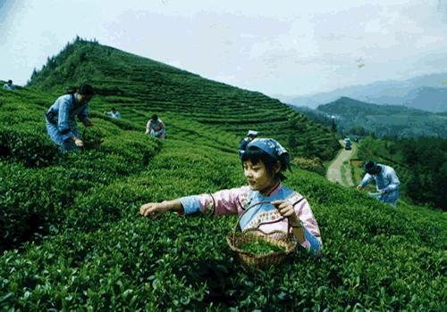 恩施富硒茶 恩施富硒茶