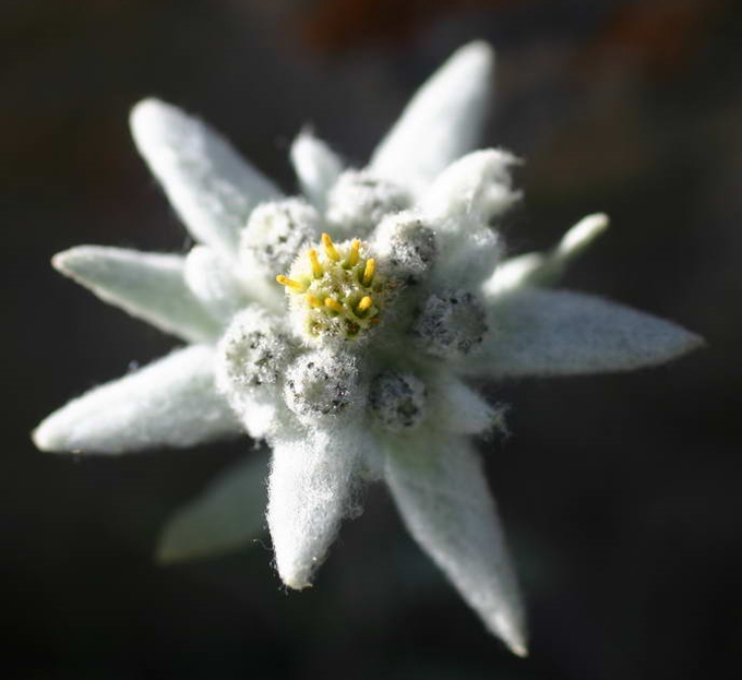 Edelweiss Edelweiss