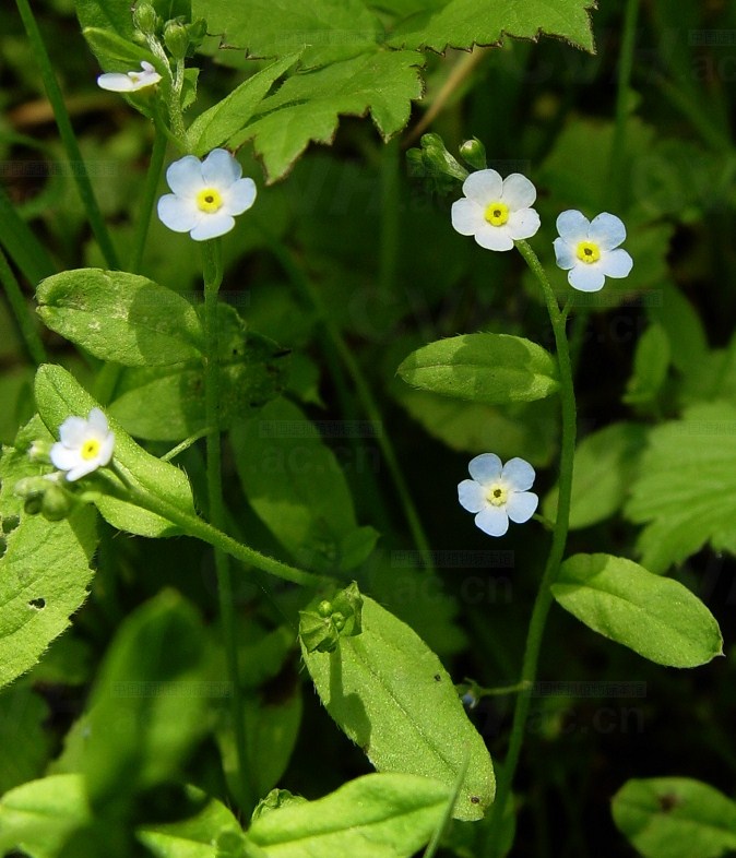 附地菜 附地菜