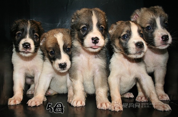 幼犬 幼犬
