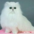 金吉拉波斯猫