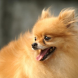 博美犬