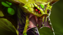 圣堂刺客(DOTA2英雄) 圣堂刺客(DOTA2英雄)