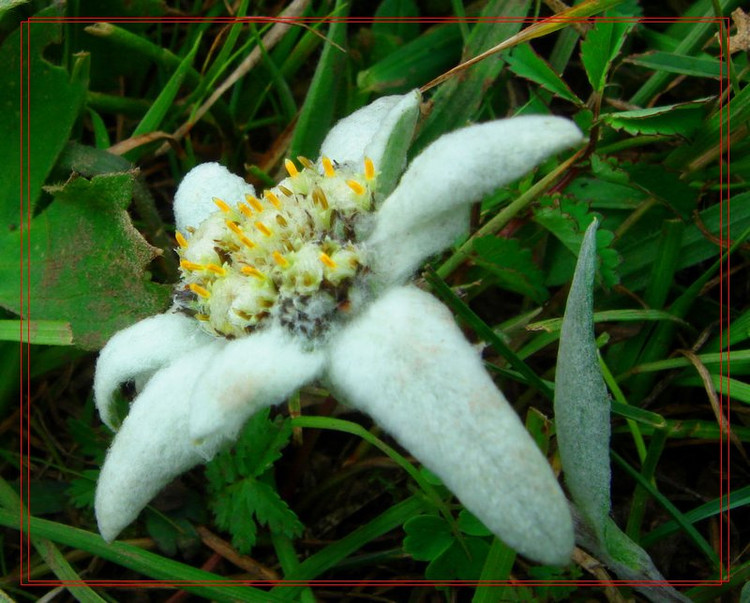 Edelweiss Edelweiss