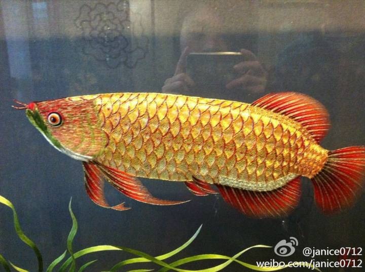 刺绣巅峰之作:金龙鱼(潮绣) 刺绣巅峰之作:金龙鱼(潮绣)