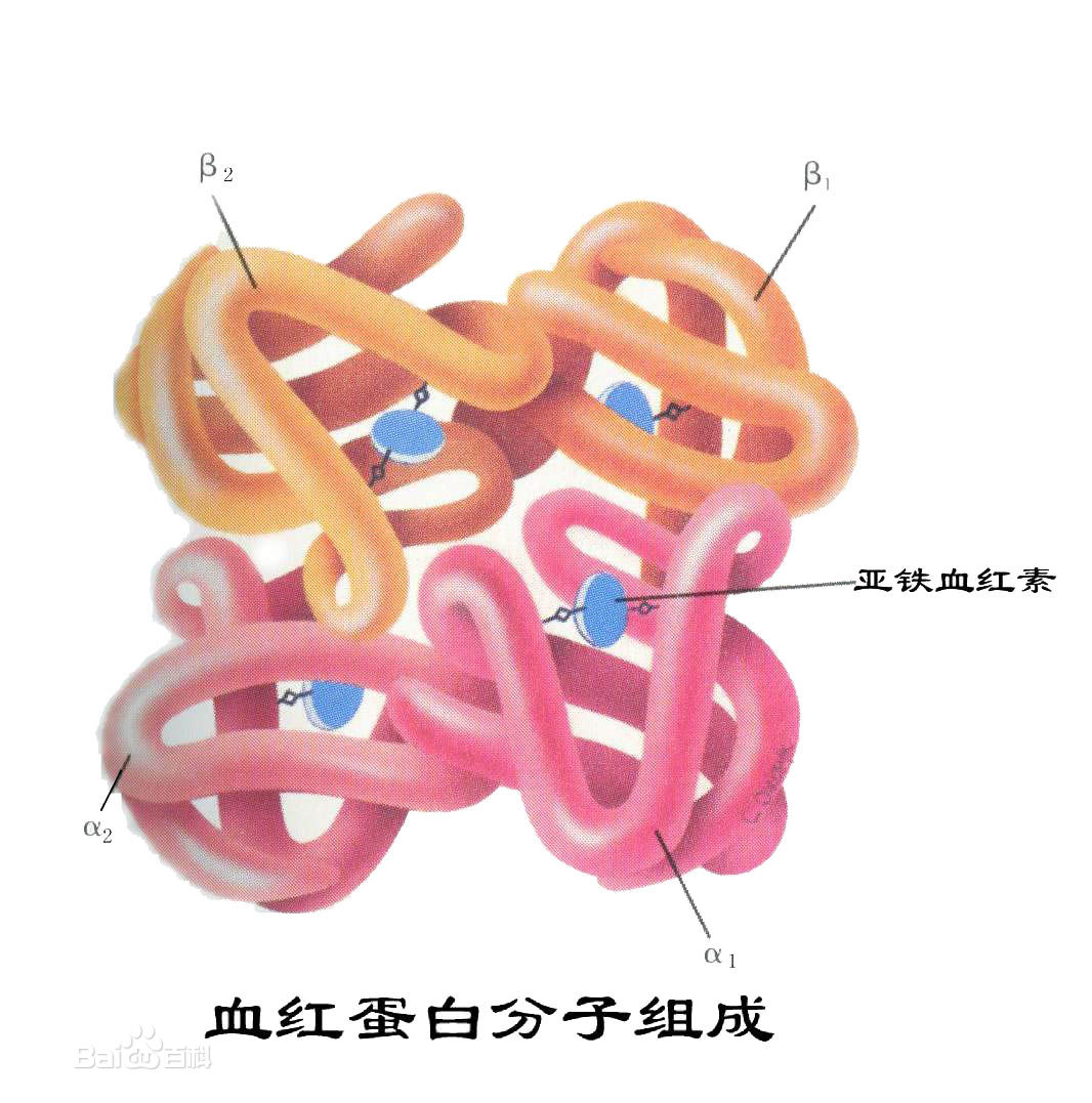 血红蛋白分子构成 血红蛋白分子构成