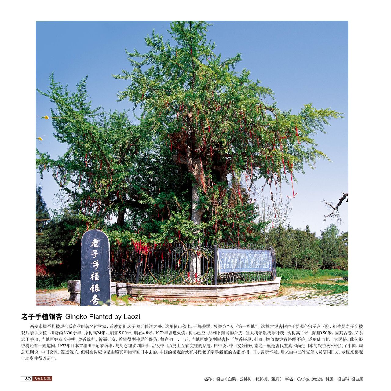 相传老子手植银杏树 相传老子手植银杏树
