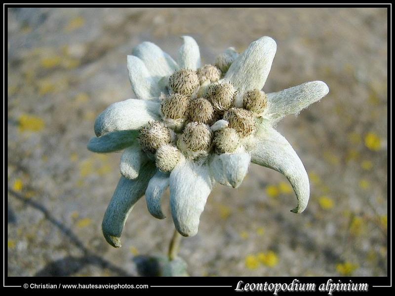 Edelweiss Edelweiss