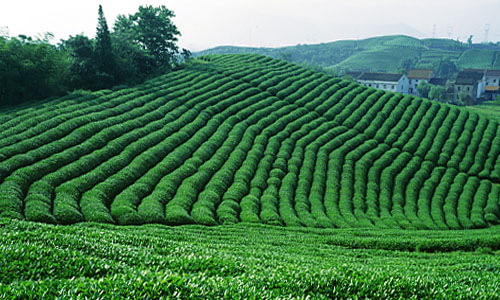 茶叶产地 茶叶产地