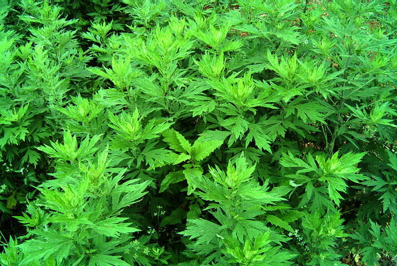 香艾草 香艾草