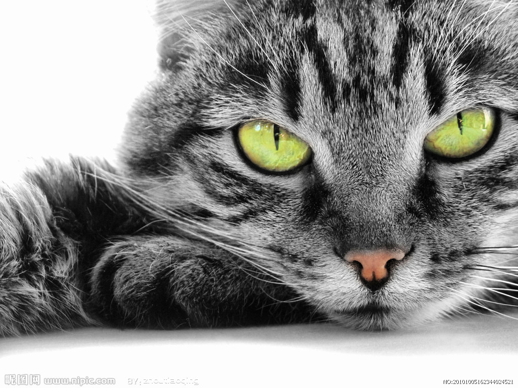 虎斑猫 虎斑猫