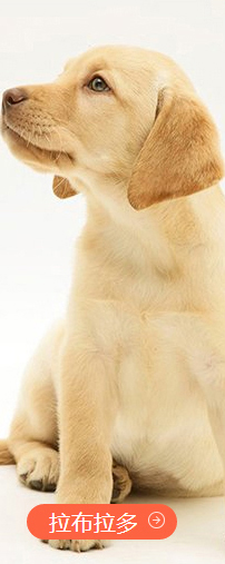 幼犬 幼犬
