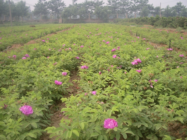 玫瑰油的花瓣来源 玫瑰油的花瓣来源