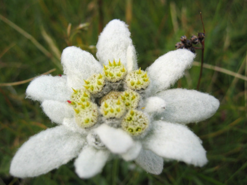Edelweiss Edelweiss