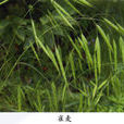 雀麦(禾本目禾本科植物)