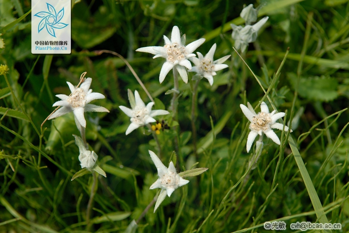 Edelweiss