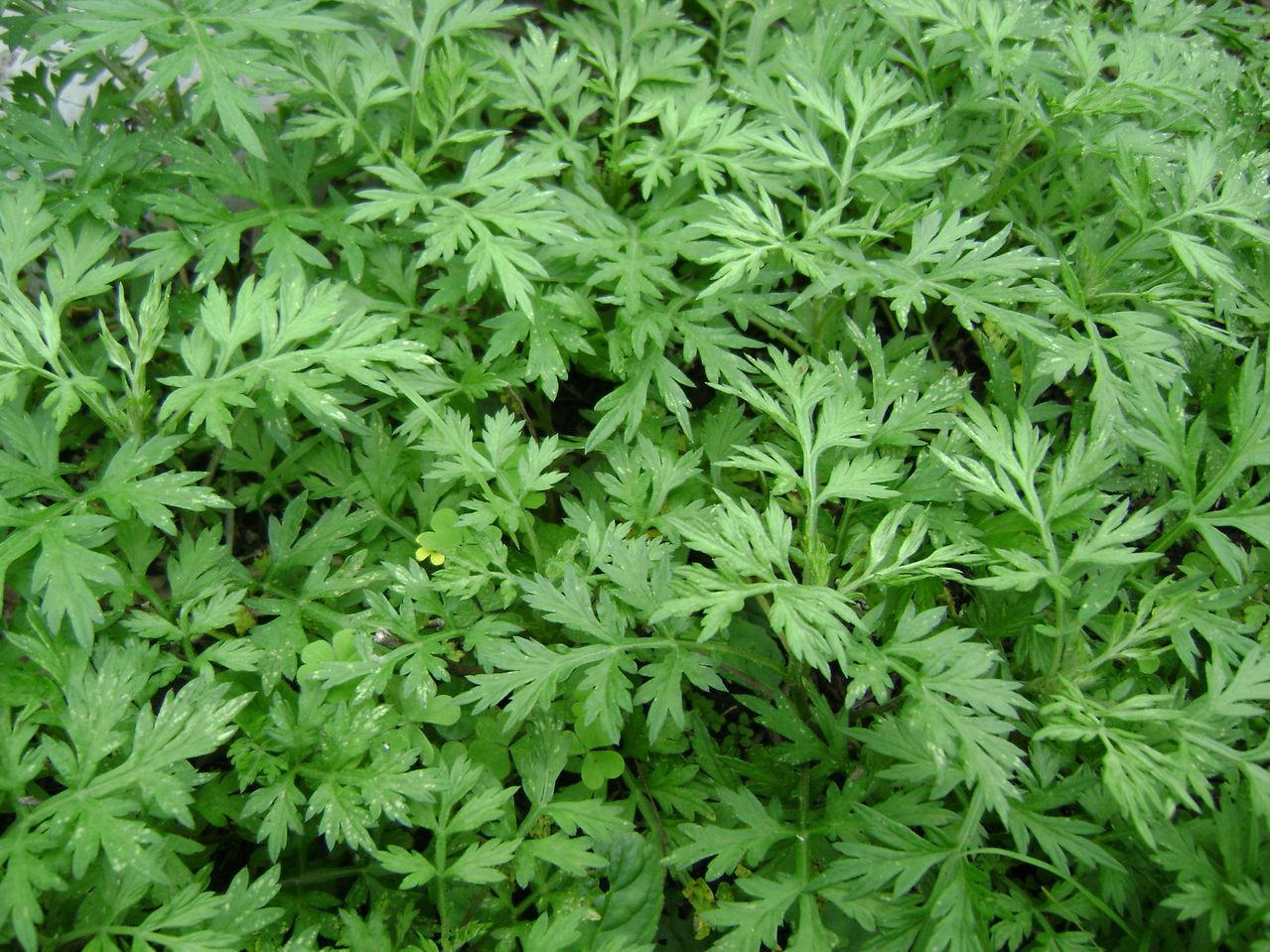 蕲春艾草 蕲春艾草
